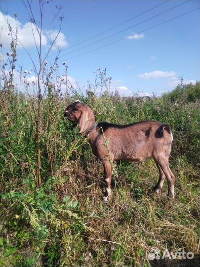Англо-нубийский козёл