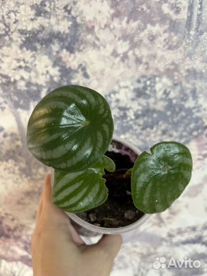 Пеперомия арбузная и филодендрон биркин