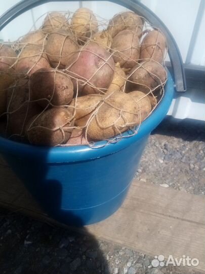 Картофель на посадку
