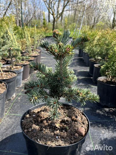 Хвойные растения