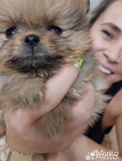 Продам щенков