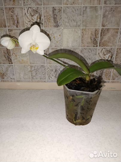 Орхидея