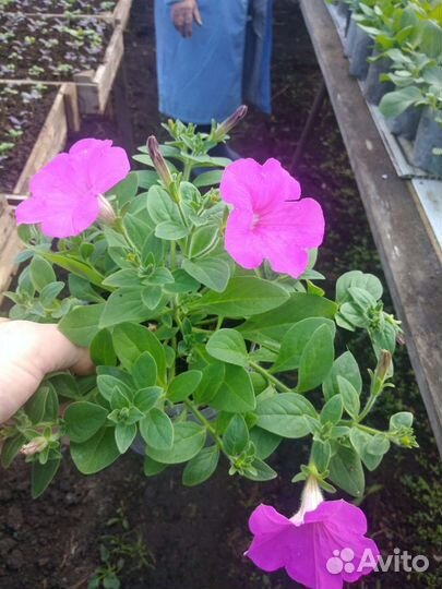 Петунья ампельная и вегетативная