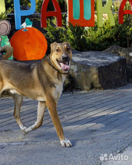 Собака в добрые руки отдам бесплатно