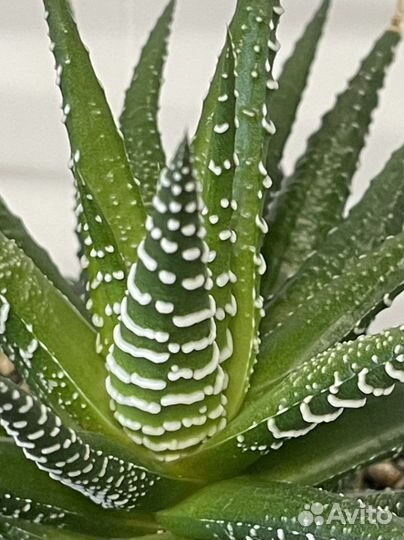 Хавортия Кактус Суккулент Комнатные цветы