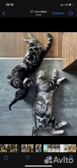 Шотландская