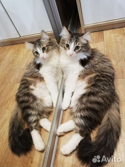 Няня Ново-Сав р-он