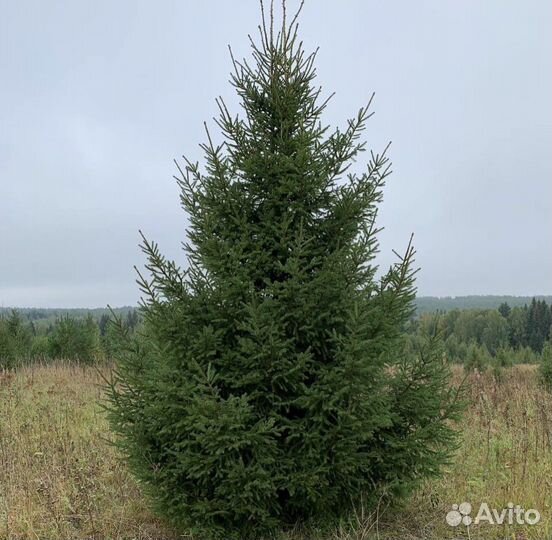 Ель обыкновенная крупномер