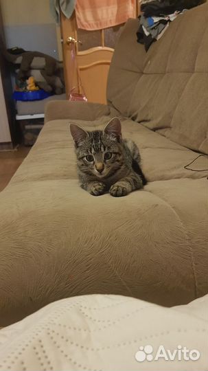 Кошка