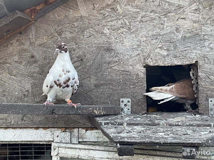 Николаевские голуби