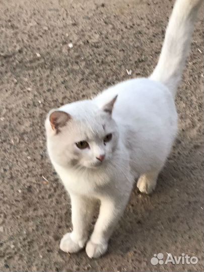 Кот бесплатно