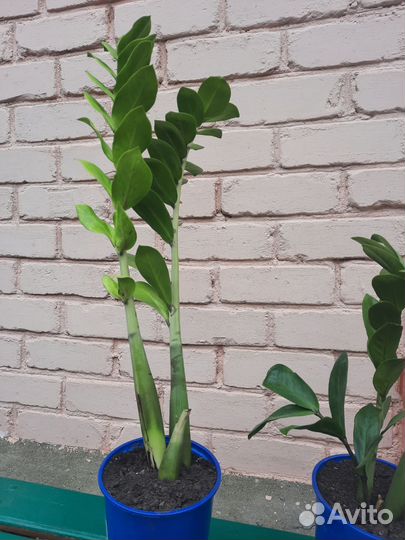 Замиокулькас