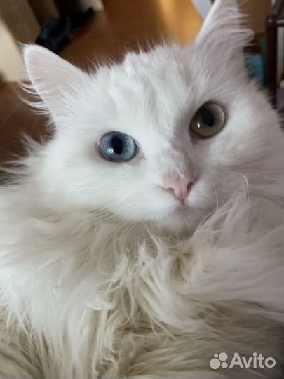 Вязка кошек