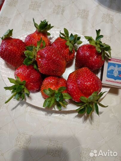 Рассада клубники