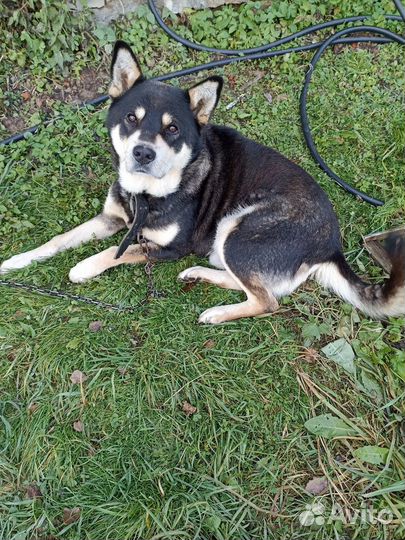 Щенки в добрые руки