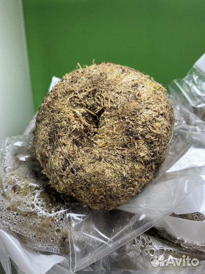 Кладофора шаровидная, вабикуса (болотная кочка)