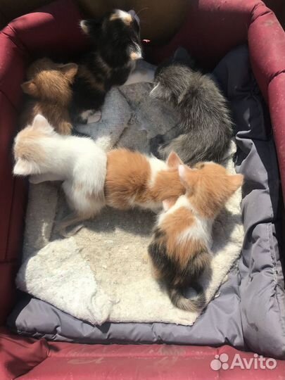 Раздается счастье