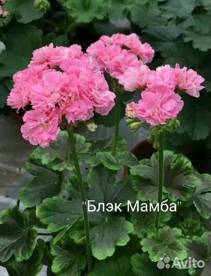 Пеларгония герань