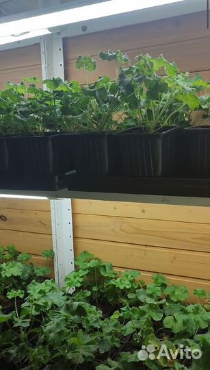 Пеларгония сортовая та Шахерезада