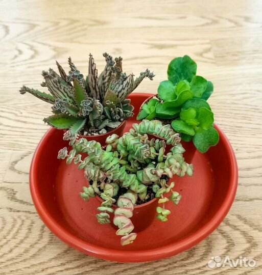 Неприхотливые суккуленты наборы по 3 шт
