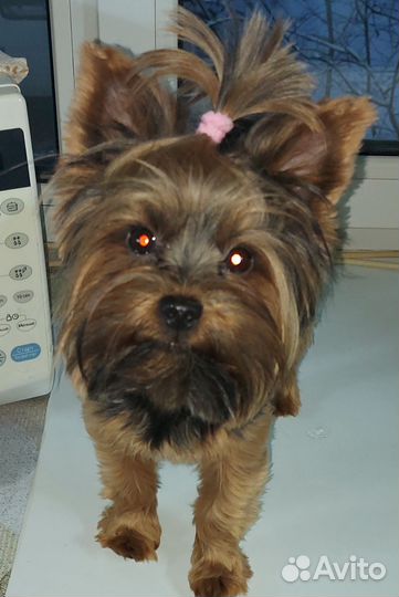 Йоркширский терьер мини