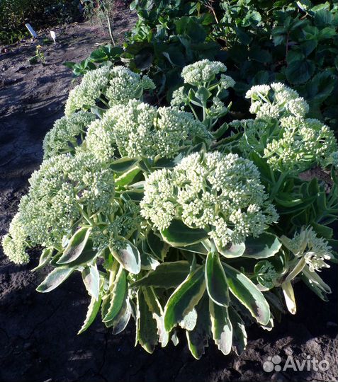 Очиток Видный