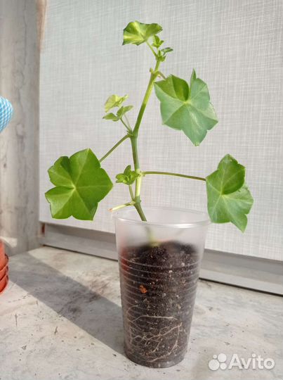 Пеларгония Pink Chart