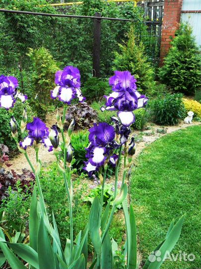 Ирисы
