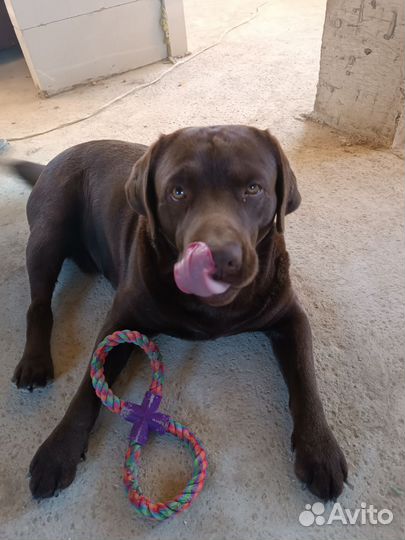 Кобель лабрадора вязка