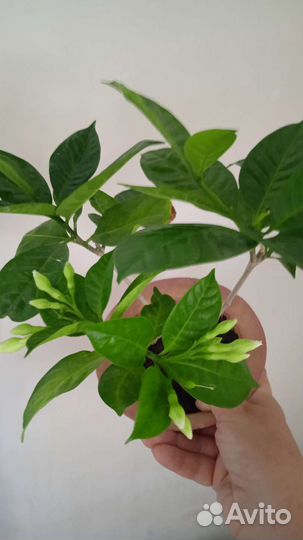 Комнатные цветы