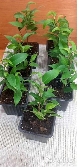 Фикус бенджамина наташа