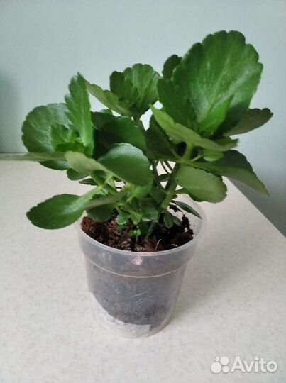 Каланхоэ красный махровый