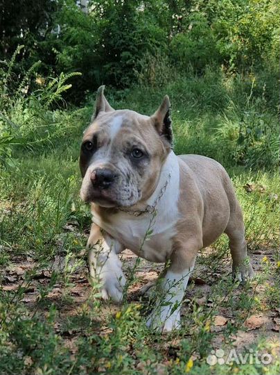 Американский булли мерле