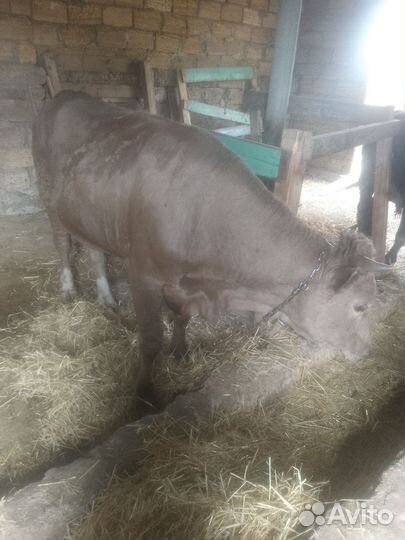 Быки на мясо