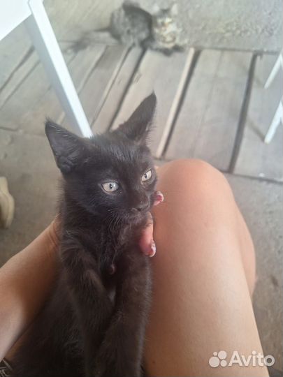 Отдам котят в хорошие руки