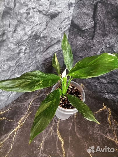 Спатифиллум Домино