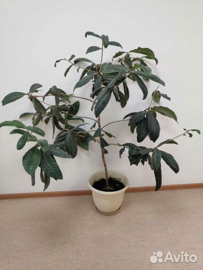 Мушмула (косточки для проращивания)