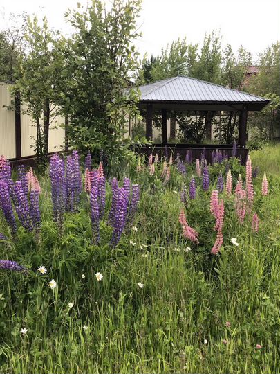 Участок 18 сот. (СНТ, ДНП)