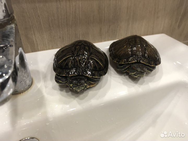 Красноухая черепаха