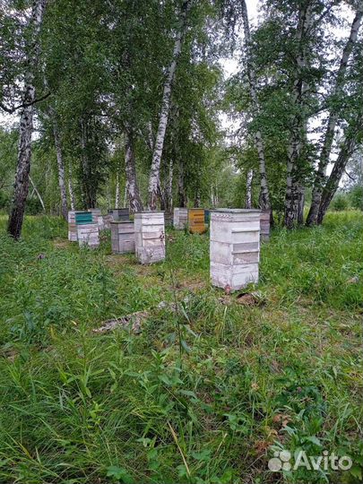 Накачали свежий мёд