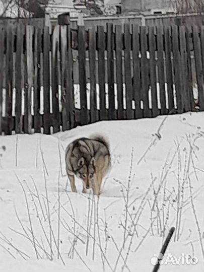 Западно-сибирская лайка зсл