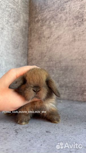 Малыши из питомника NHD и mini LOP