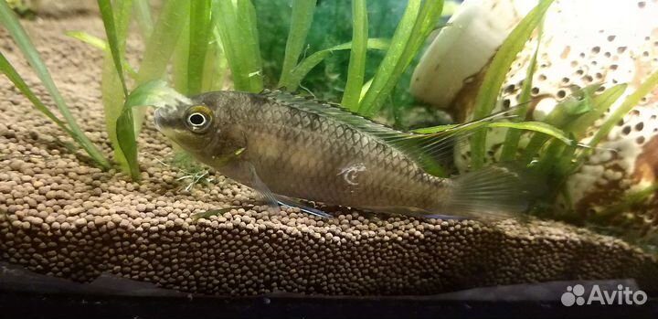 Пельвикахромис пульхера самец