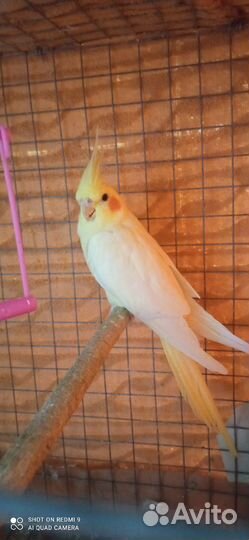 Попугай корелла девочка