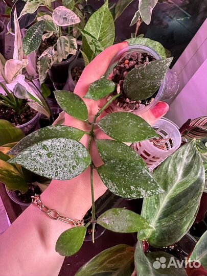 Хойя,hoya часть 4