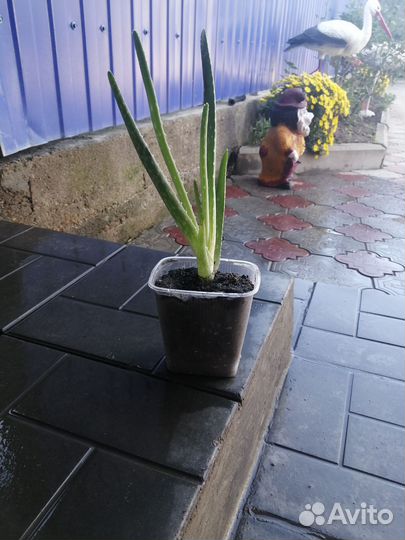 Алоэ лечебный, и гибискус уличный