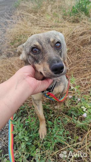 Собака в добрые руки отдам бесплатно