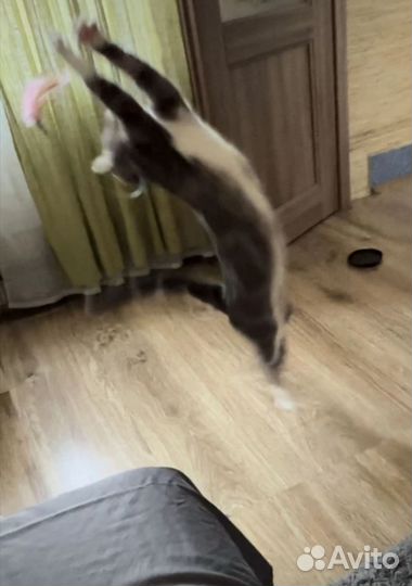 Набор игрушек для животных новое