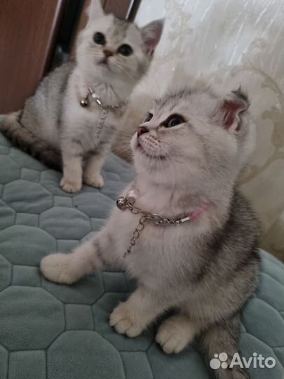 Шотландские котята