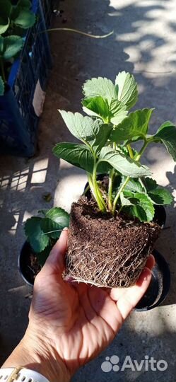 Саженцы ремонтантной клубники Хадемар